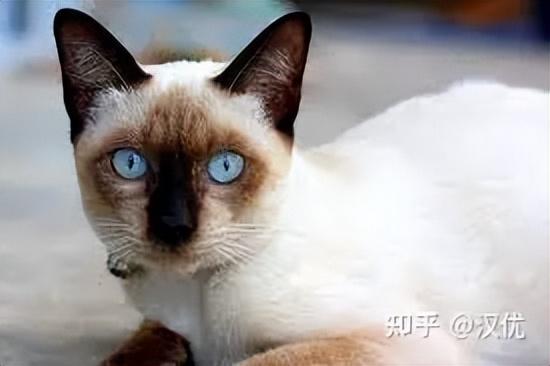 可爱猫咪排行榜(猫咪品种大全排行榜)插图7