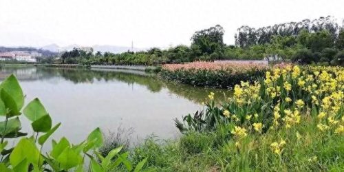 同安区湿地公园排名前十(同安汀溪湿地)插图16