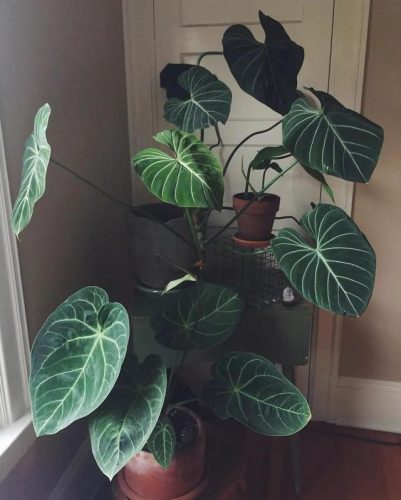 室内大型植物排名前十(适合北方室内养的盆栽)插图5
