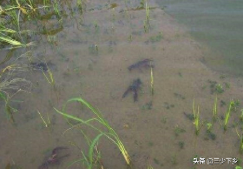 十大龙虾基地排行榜河南(河南大龙虾养殖基地)插图7
