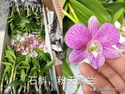 盆栽石斛品种排名前十(石斛哪个品种最贵)插图1