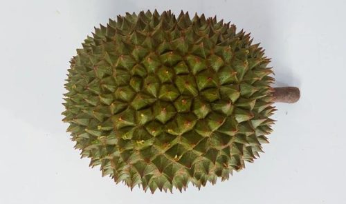最好的榴莲品种排行榜(榴莲品种十大排名)插图29