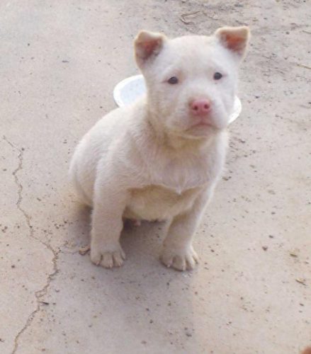 中国十大牧羊犬排行榜(最厉害的牧羊犬排行榜)插图1