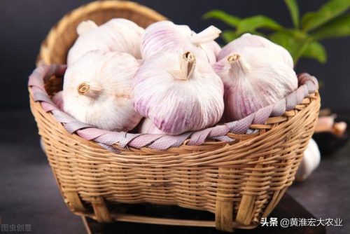 主产大蒜国家排名前十(爱吃大蒜的国家有)插图2