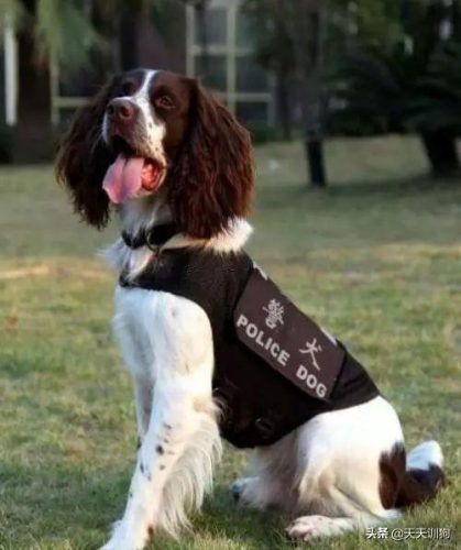 十大猎犬排行榜(中国十大猎犬)插图8