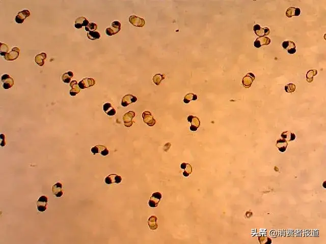 破壁机哪个牌子好排行榜(目前口碑最好的破壁机)插图4
