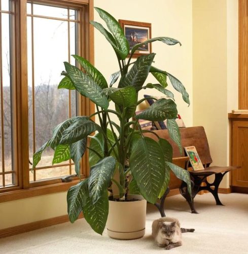 室内大型植物排名前十(适合北方室内养的盆栽)插图3