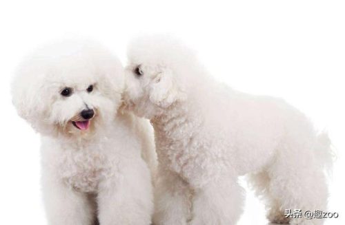 美国凶猛猎犬排名前十(全球十大猛犬排行榜)插图5