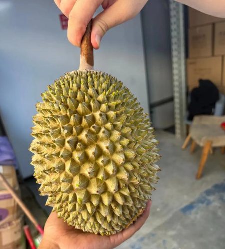 最好的榴莲品种排行榜(榴莲品种十大排名)插图24