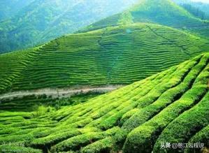 茶叶出口数量排名前十(茶叶出口最多的省份)插图
