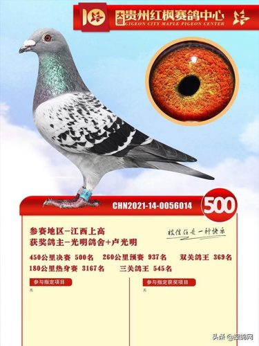 北京公棚排行榜(北京赛鸽公棚有哪些)插图9