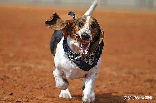 十大猎犬排行榜(中国十大猎犬)插图1