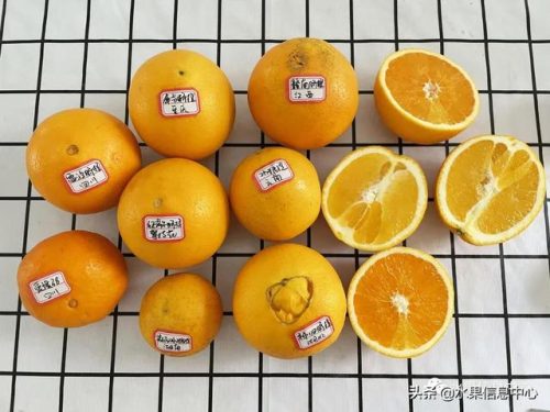 热门橙子品种排名前十(最甜的橙子是什么品种)插图7