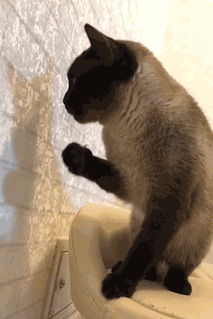 猫类智商排行榜(公认最聪明的6种猫)插图6