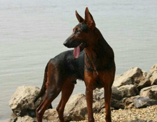 中国十大牧羊犬排行榜(最厉害的牧羊犬排行榜)插图2
