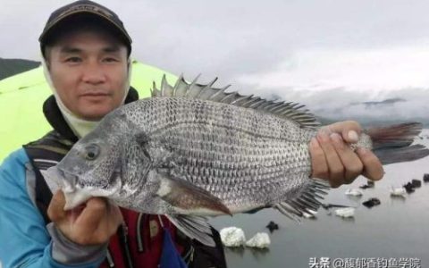 黑鲷窝料排名前十(海钓黑鲷窝料配方)