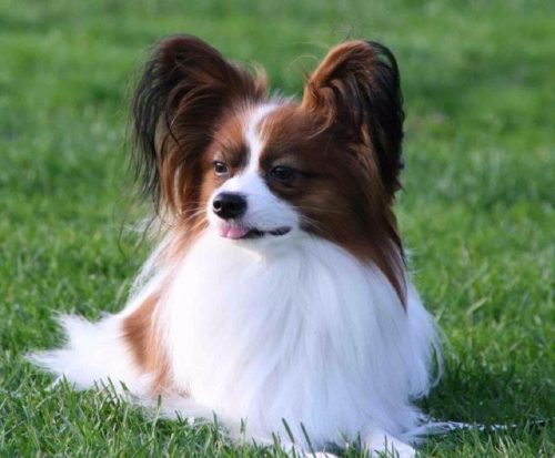 最聪明的狗狗排行榜(十大最聪明的犬)插图2