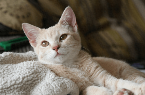 猫罐排行榜(玻璃密封罐十大排名)插图