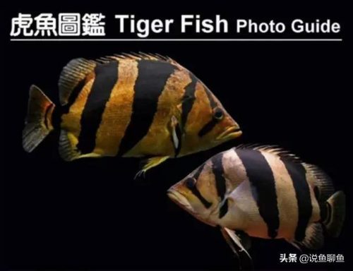 虎鱼品种排行榜(虎鱼品种介绍图)插图1