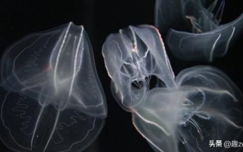 再生细胞植物排名前十(可再生细胞与不可再生细胞)
