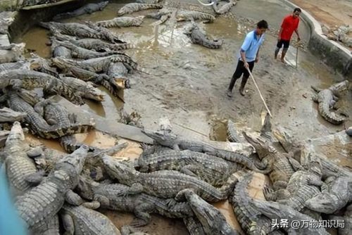 广西北海鳄鱼(北海鳄鱼山景区)插图9