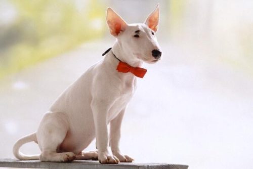 牛头梗吧(梗犬种类大全图文)插图1