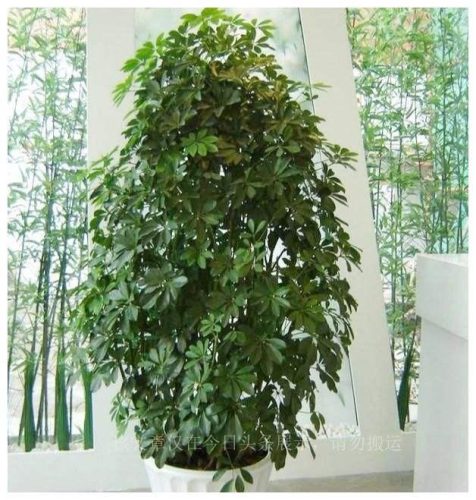 盆栽绿植排名前十(盆栽品牌排行榜)插图2