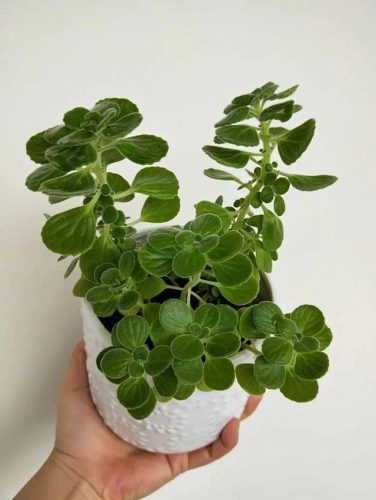 驱蚊草排行榜(哪种驱蚊草驱蚊效果好)插图5