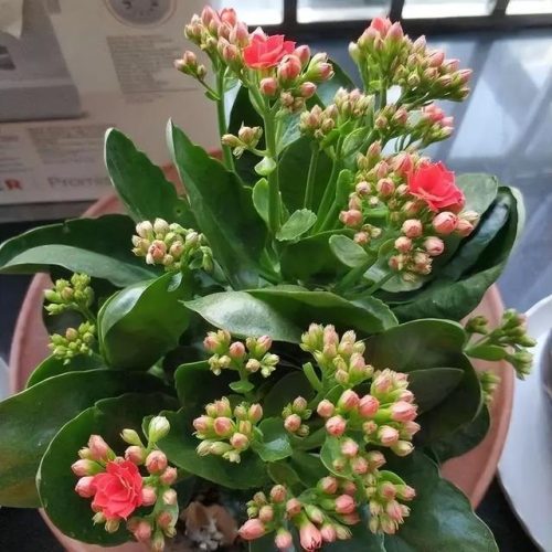 耐旱小众植物排名前十(耐寒耐旱的室内植物)插图7