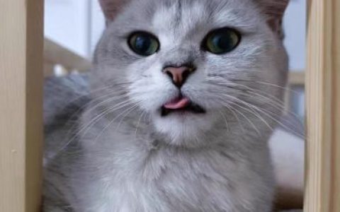 增胖猫粮排行榜(什么猫粮增肥效果好)