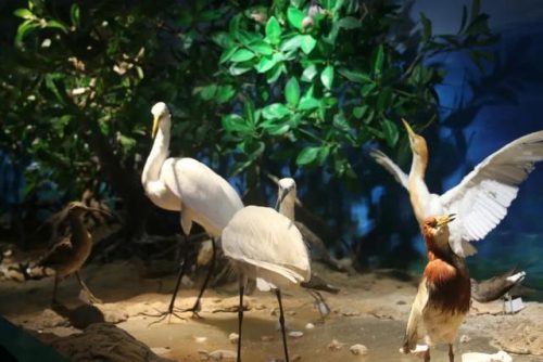 海洋生物资源最丰富的大洋(目前已知的海洋生物有多少种)插图3