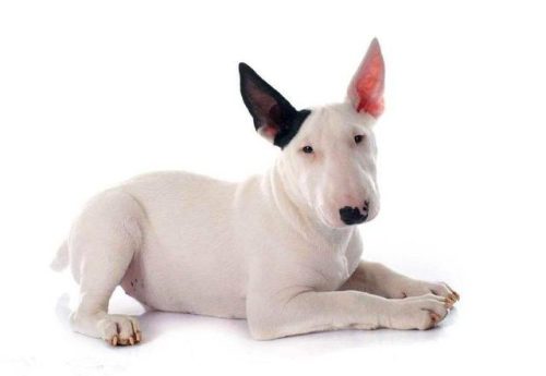 牛头梗吧(梗犬种类大全图文)插图4