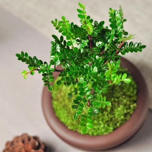 驱蚊草排行榜(哪种驱蚊草驱蚊效果好)插图7