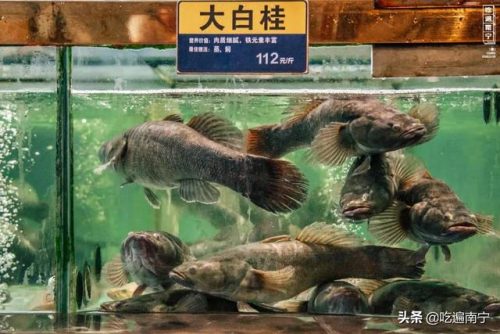 南宁水池餐厅排名前十(南宁高大上奢华餐厅)插图15