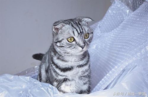 名猫排行榜20(十大名贵猫 前十名)插图10