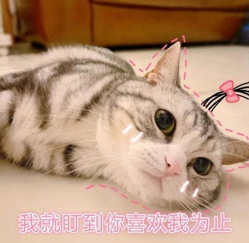 世界猫智商排行榜(什么猫的智商最高,排名)插图