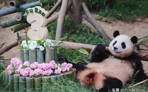福宝排行榜(福宝小说全文免费阅读)