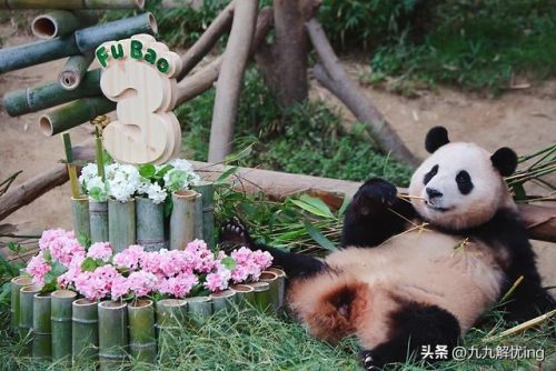 福宝排行榜(福宝小说全文免费阅读)插图