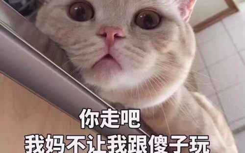 猫类智商排行榜(公认最聪明的6种猫)插图
