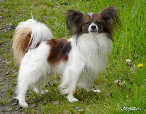 排名前十的小型狗狗(小型犬排行)插图5