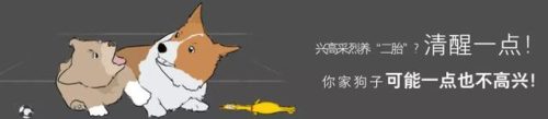 十大忠诚猛犬排行榜(十大最忠诚的狗排名)插图20