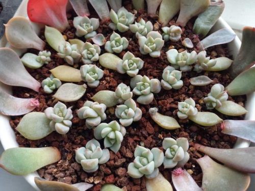 最受欢迎多肉排行榜(最受欢迎十大多肉品种)插图2
