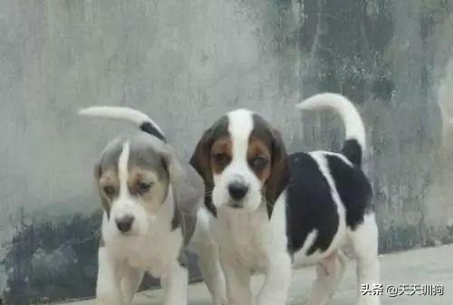 十大猎犬排行榜(中国十大猎犬)插图2