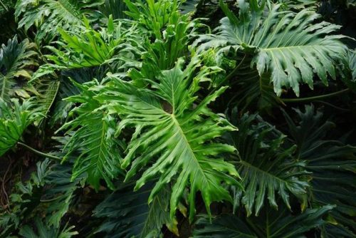 室内大型植物排名前十(适合北方室内养的盆栽)插图10