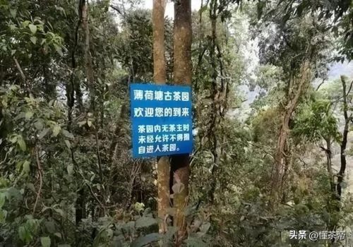普洱茶叶价格排行榜(顶级普洱茶品牌排行榜)插图3