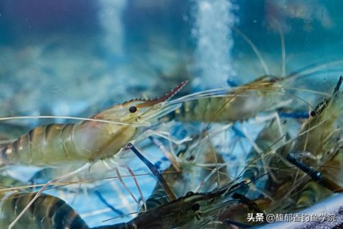 黑鲷窝料排名前十(海钓黑鲷窝料配方)插图2