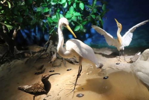 海洋生物资源最丰富的大洋(目前已知的海洋生物有多少种)插图24
