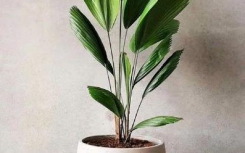 室内大型植物排名前十(适合北方室内养的盆栽)