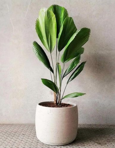 室内大型植物排名前十(适合北方室内养的盆栽)插图