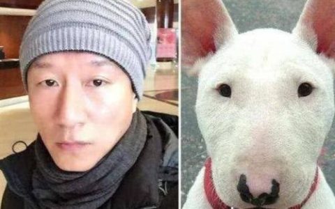 牛头梗吧(梗犬种类大全图文)